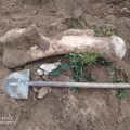 Ақмола облысының Бұланды ауданында мамонттың сүйегі табылды